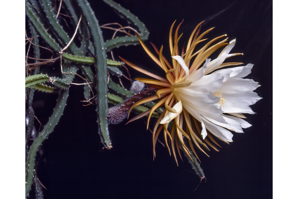 A Nocturnal Bloom: The Enchanting Beauty of the Queen of the Night