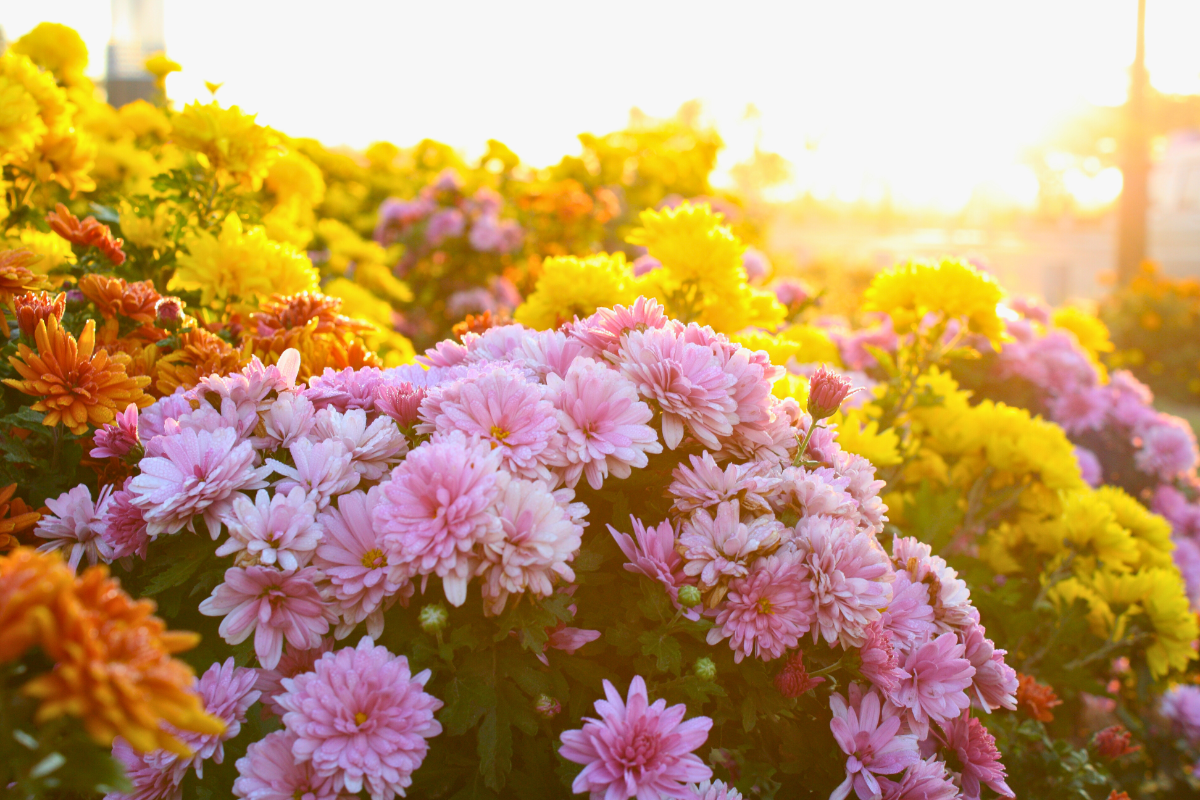 The Queen of Fall Flowers